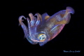   Colorful Squid  